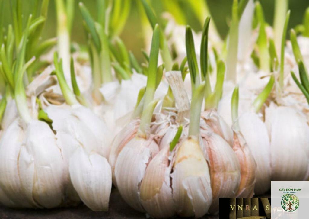 cây tỏi Hà Nội