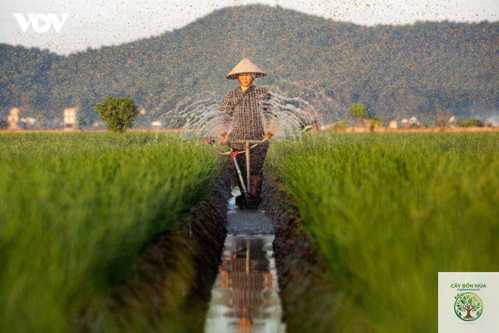 cây tỏi Hải Dương