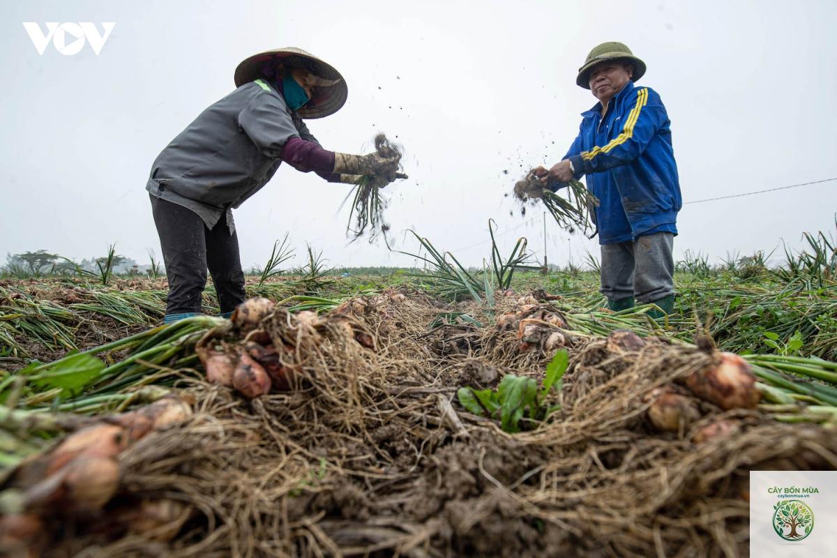 cây tỏi Hải Dương - Image 2