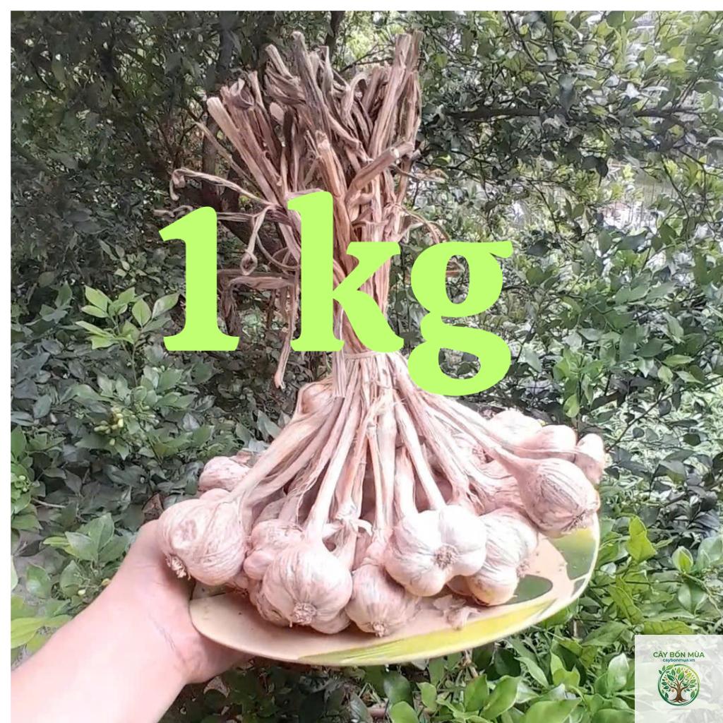 cây tỏi Hải Dương - Image 3