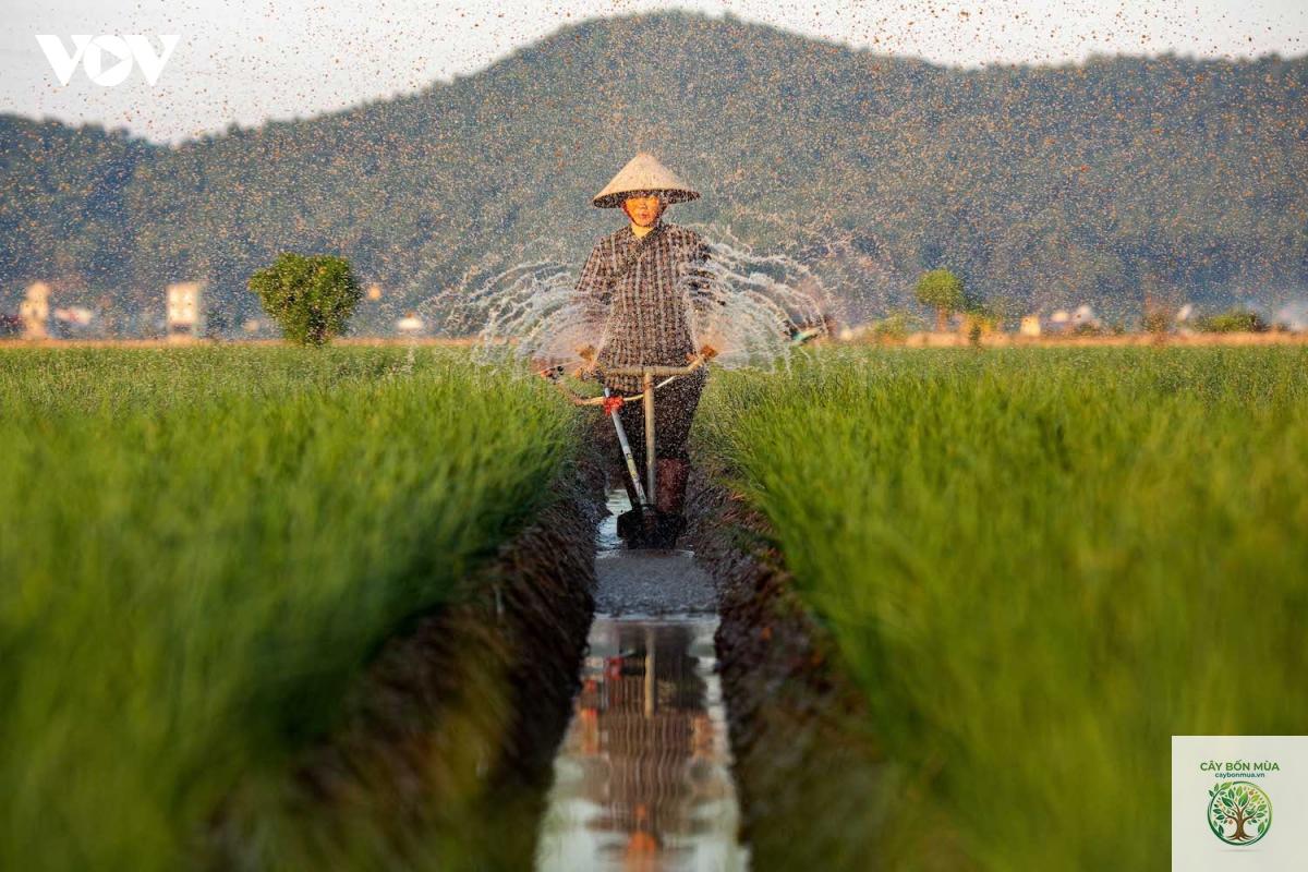 cây tỏi Hải Dương - Image 1