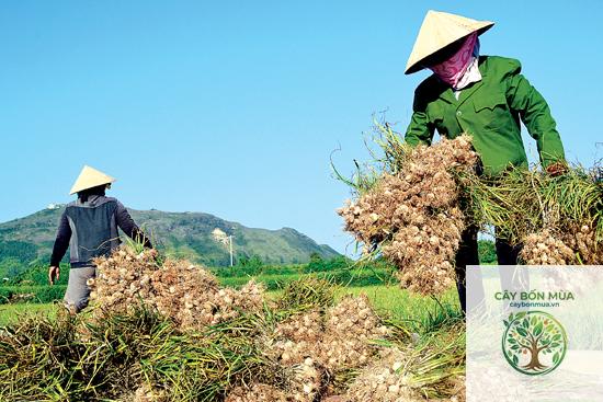 cây tỏi Lý Sơn - Image 3
