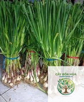 cây tỏi Lý Sơn - Image 4