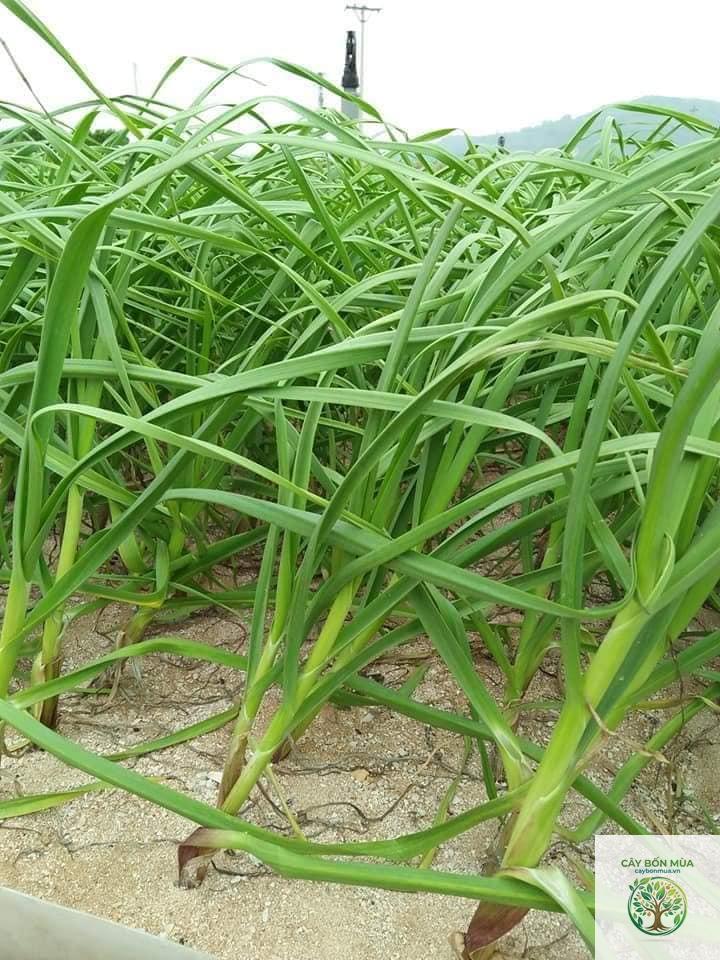 cây tỏi Lý Sơn