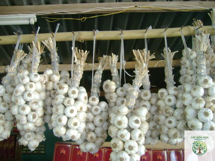 cây tỏi Phan Rang - Image 2