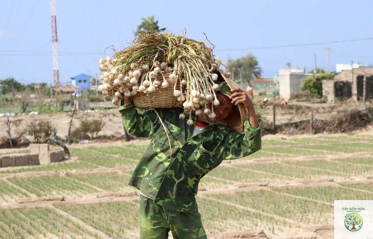 cây tỏi Phan Rang - Image 4