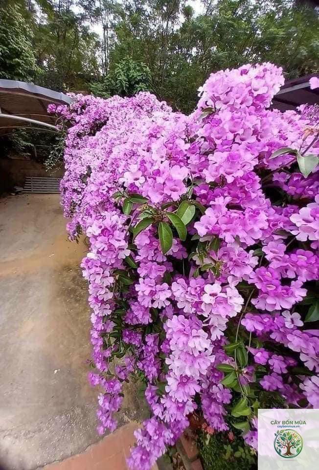 cây tỏi Purple Stripe - Image 4