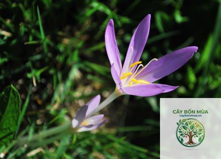 cây tỏi Purple Stripe - Image 5