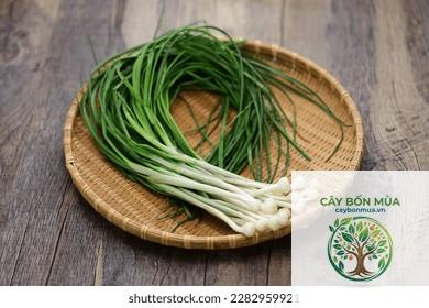 cây tỏi Rocambole - Image 2