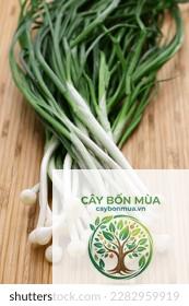cây tỏi Rocambole