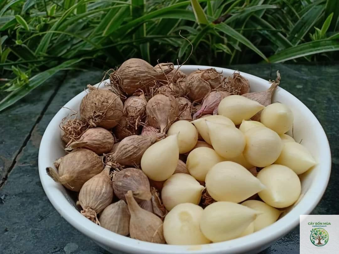 cây tỏi Sơn La - Image 3