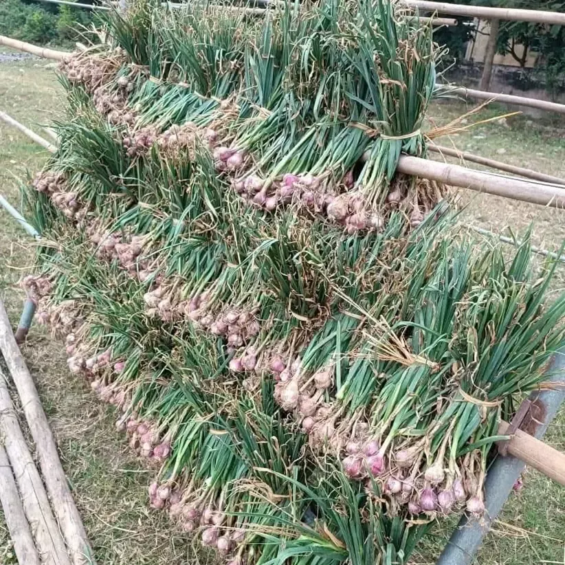 cây tỏi Sơn La