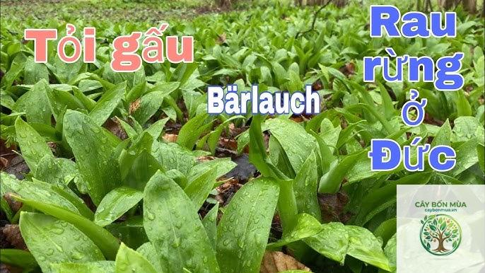 cây tỏi dại - Image 3