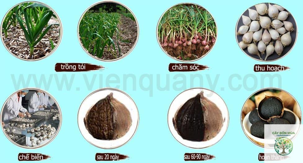 cây tỏi đen - Image 5