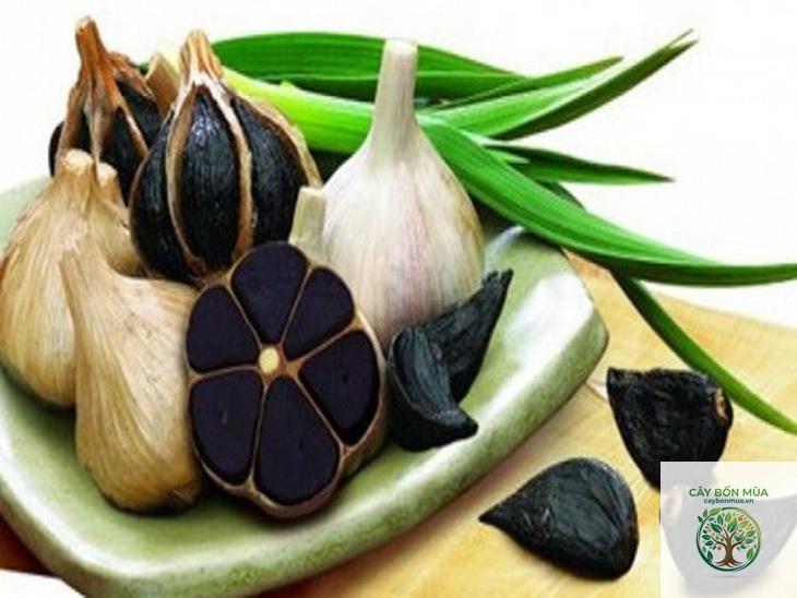 cây tỏi đen
