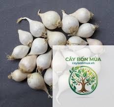 cây tỏi một tép