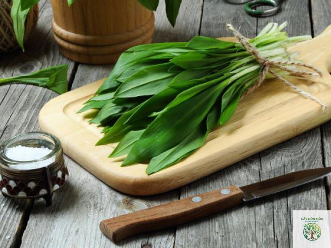 cây tỏi núi - Image 1