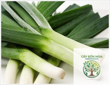 cây tỏi tây Nhật - Image 3