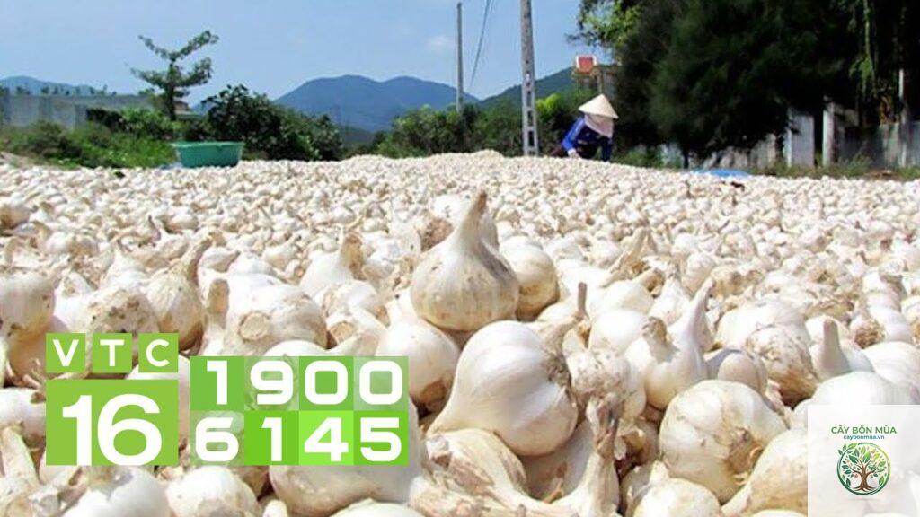 cây tỏi voi