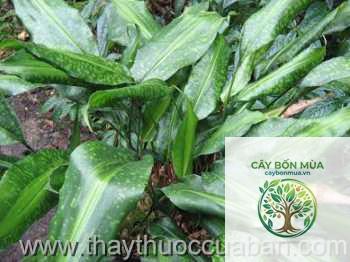 cây tỏi voi rừng - Image 1