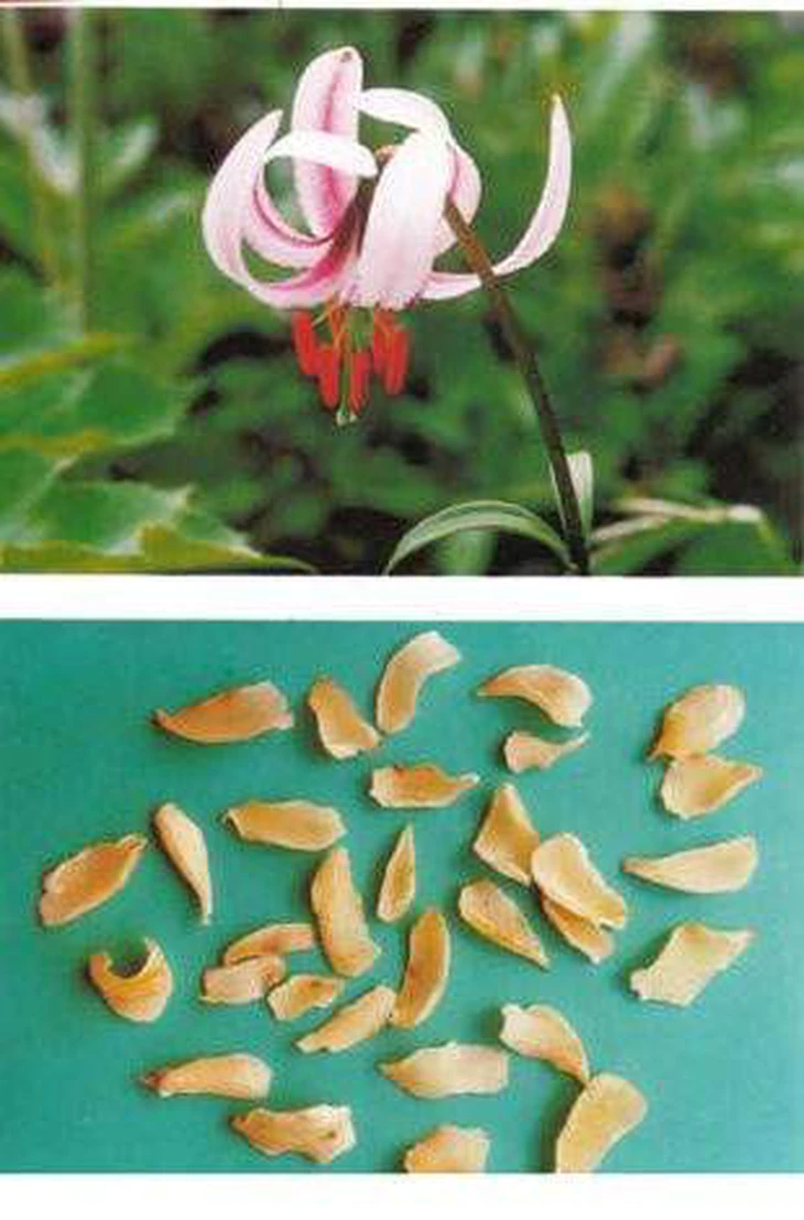 cây tỏi voi rừng - Image 2