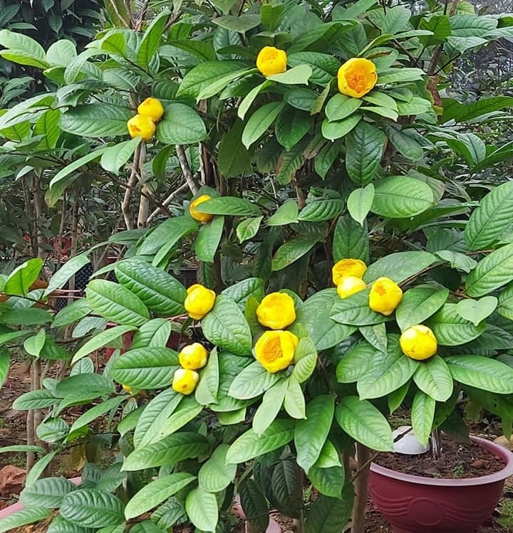 cây trà hoa vàng - Image 4