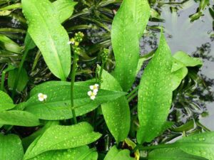 cây trạch tả