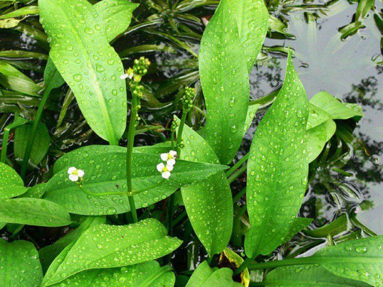 cây trạch tả