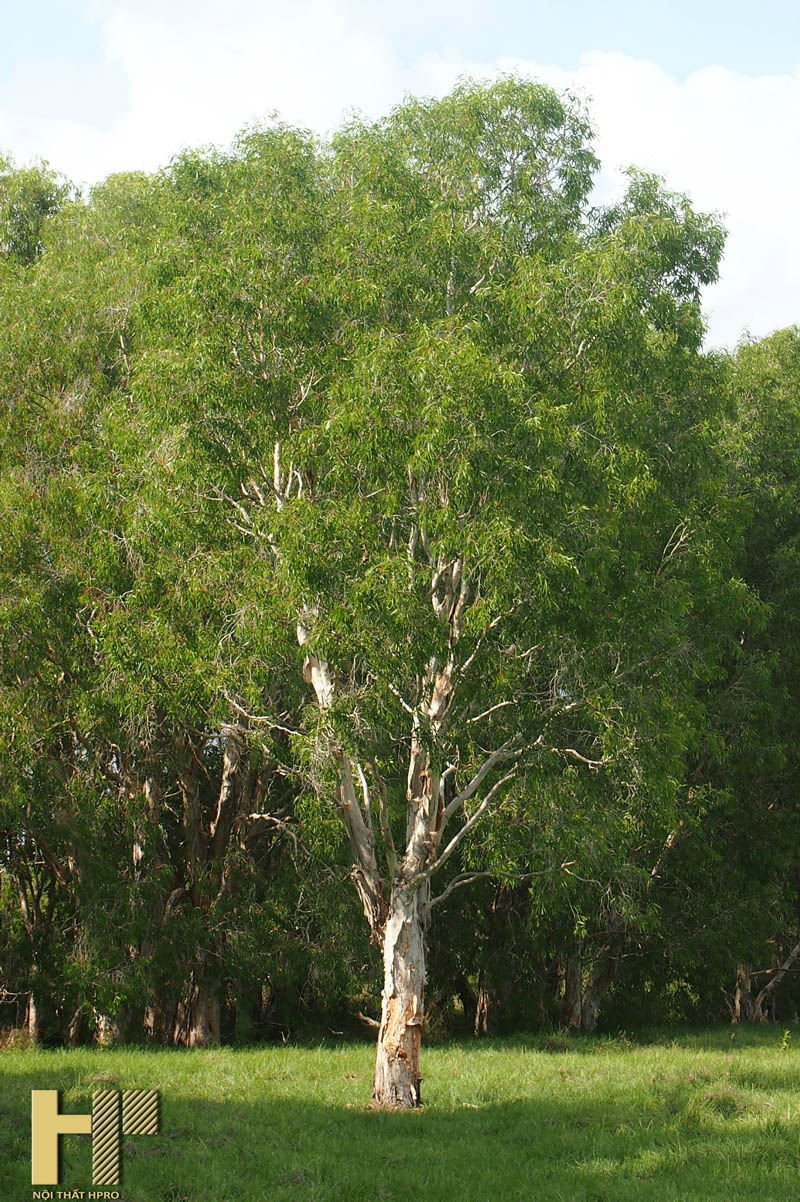 cây tràm - Image 4