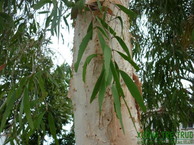 cây tràm - Image 5