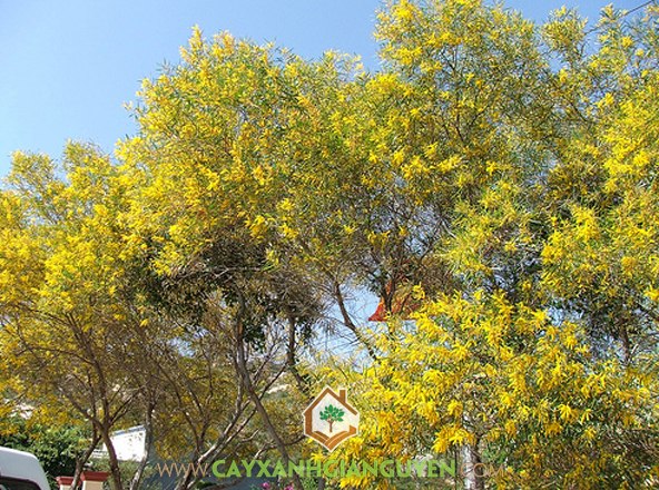 cây tràm bông vàng - Image 5