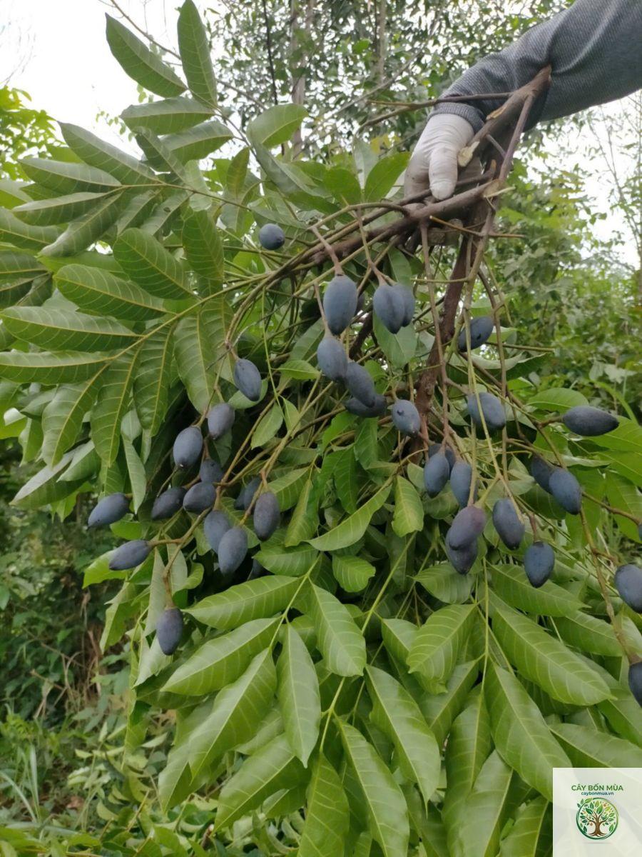 cây trám đen Bắc Kạn - Image 3