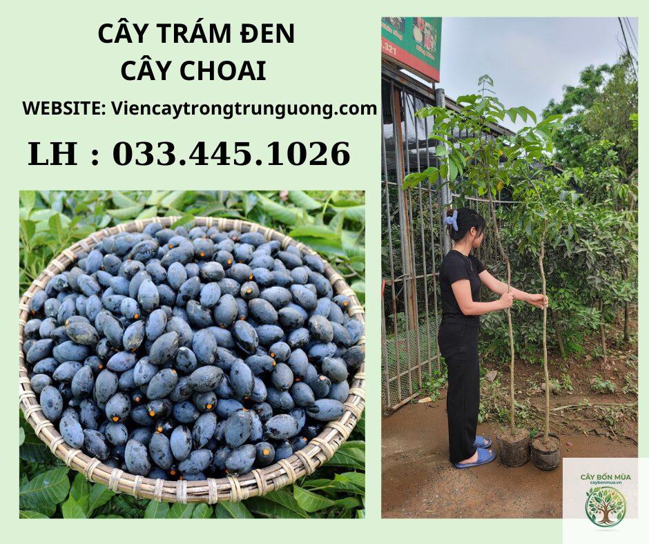 cây trám đen Bắc Kạn - Image 4