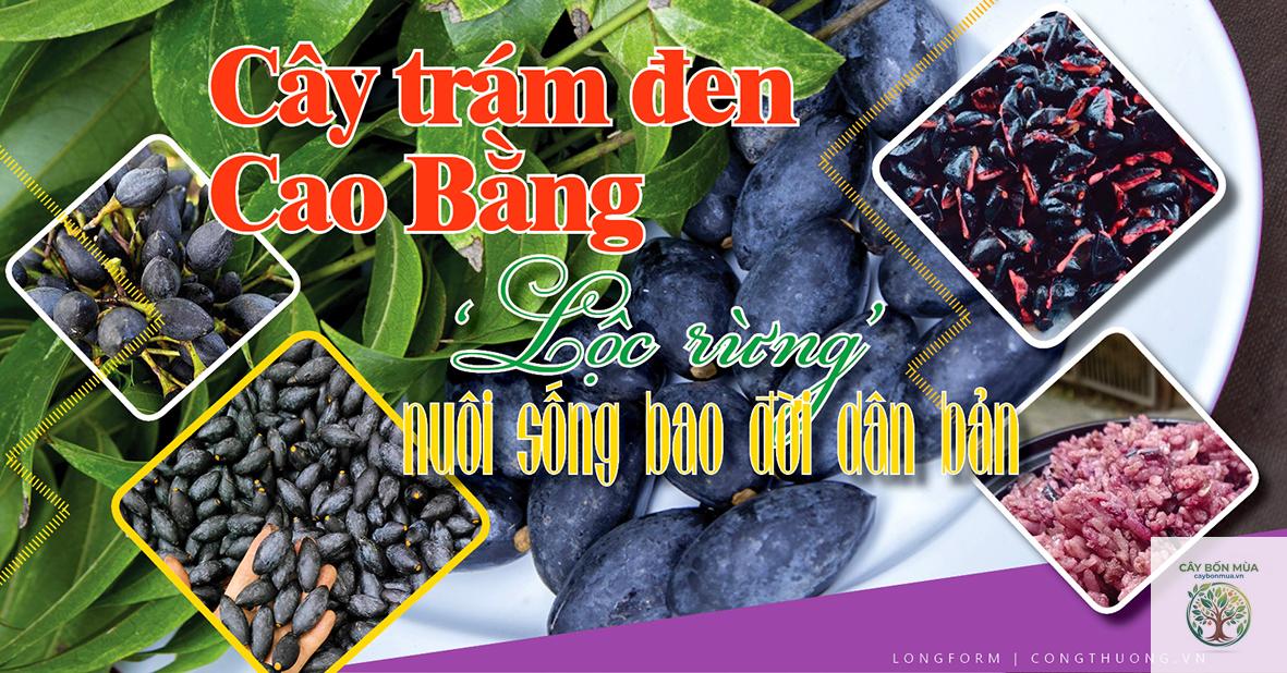cây trám đen Cao Bằng - Image 5