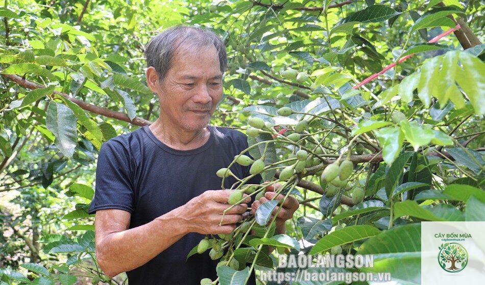 cây trám đen Lạng Sơn - Image 4