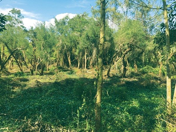 cây tràm gió - Image 5