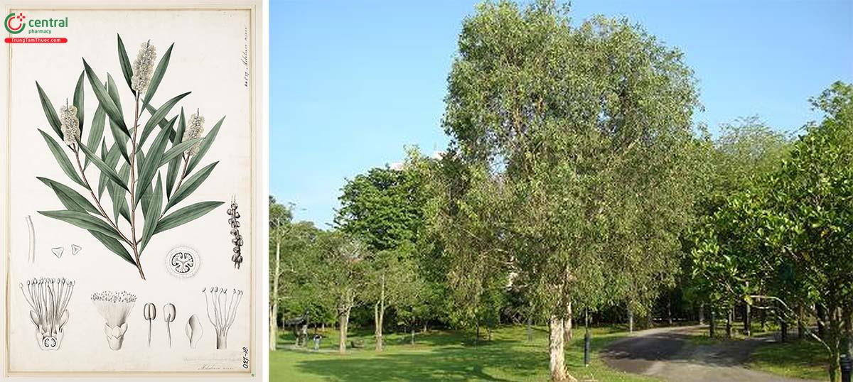 cây tràm gió - Image 1