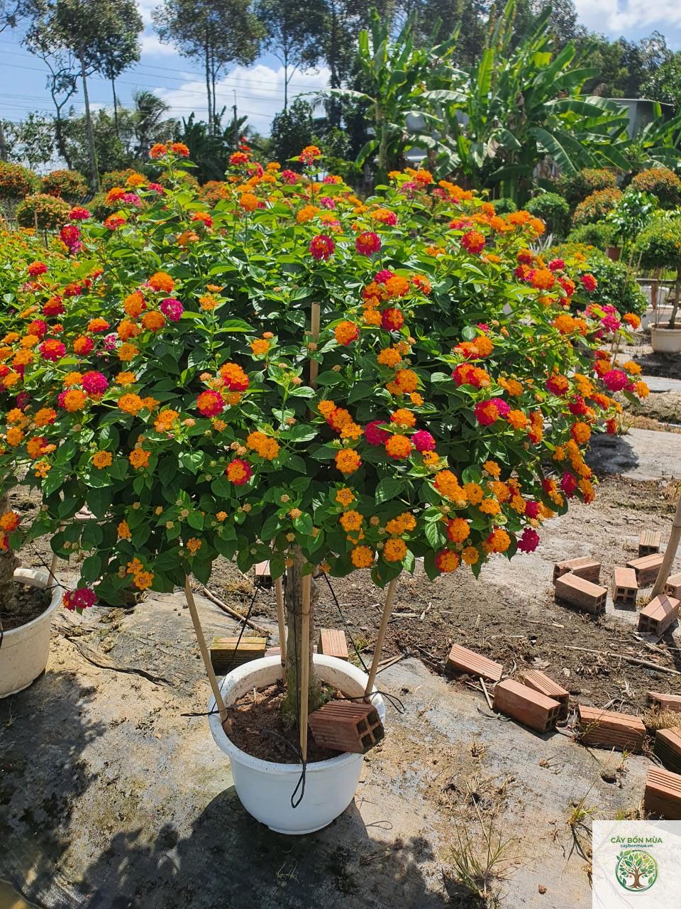 cây trâm ổi - Image 5