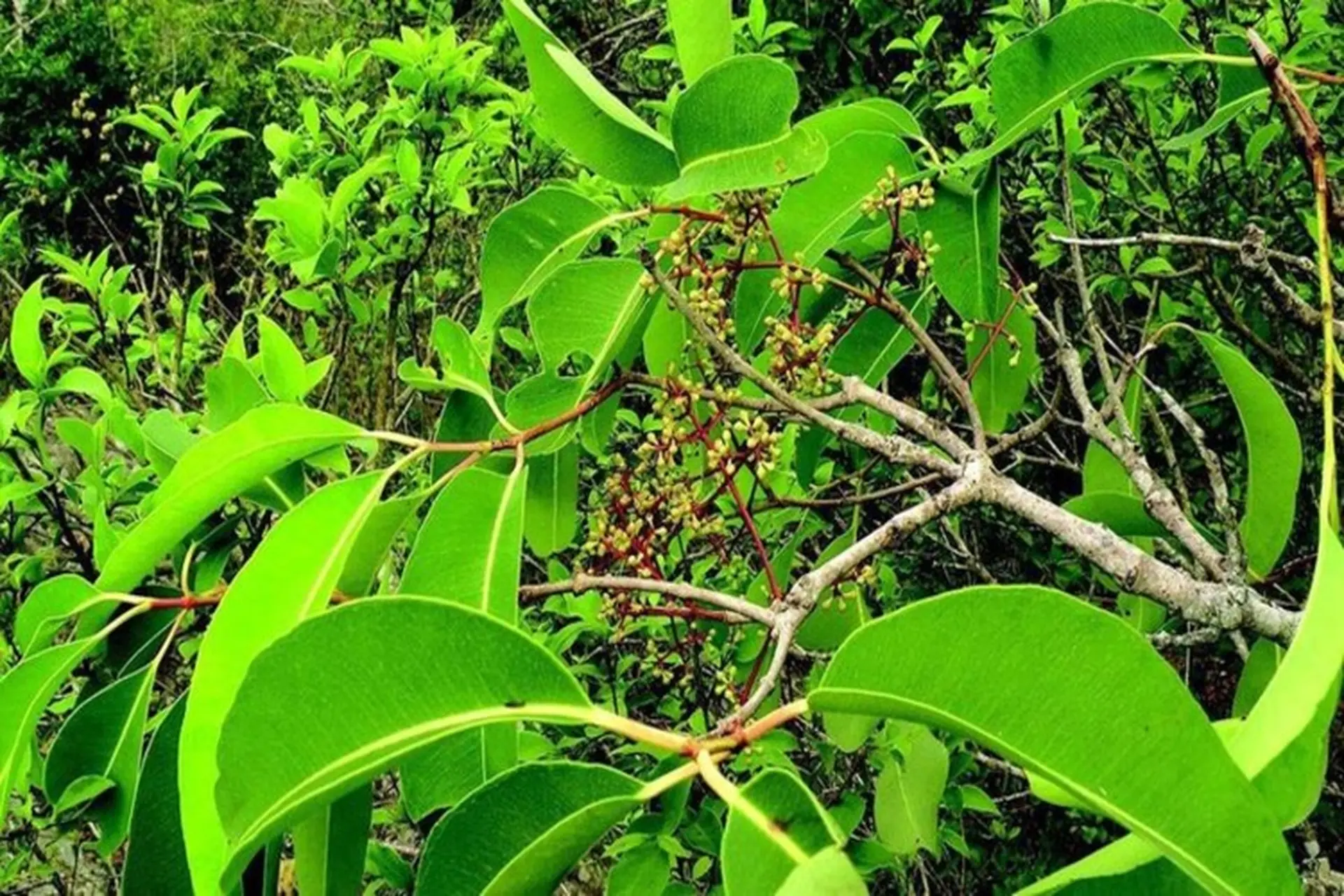 cây trám rừng - Image 1