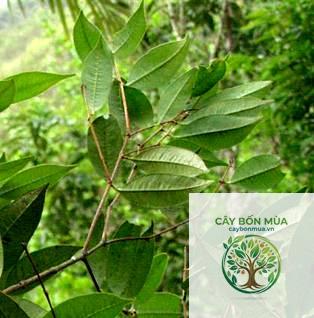 cây trâm sắn - Image 1