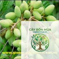 cây trám trắng - Image 2