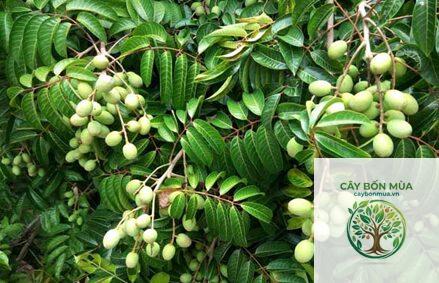 cây trám trắng