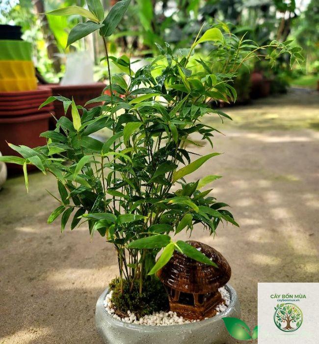 cây trúc lá nhỏ - Image 2