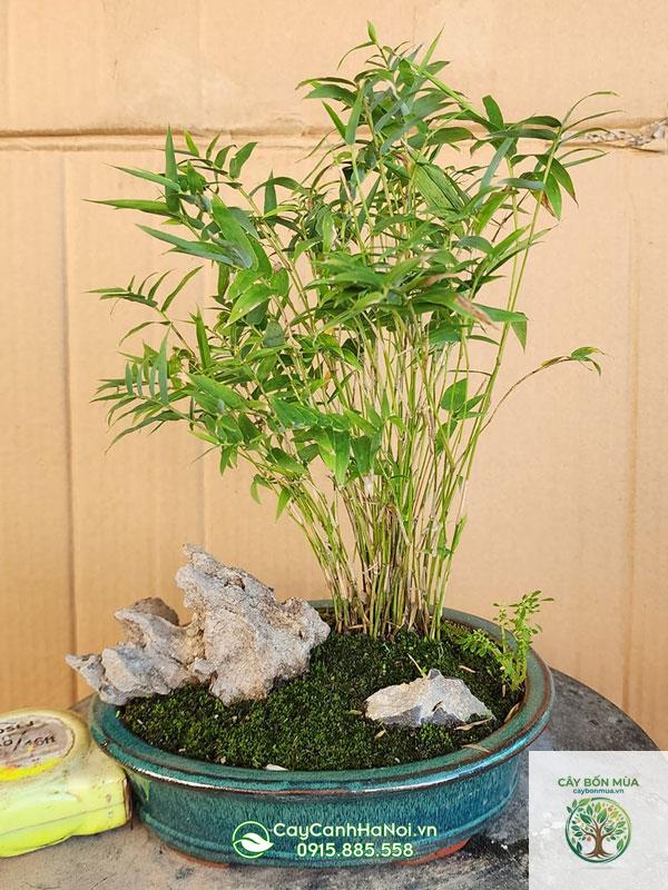 cây trúc lá nhỏ - Image 4