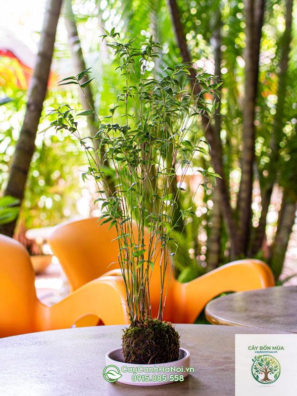 cây trúc lá nhỏ - Image 5
