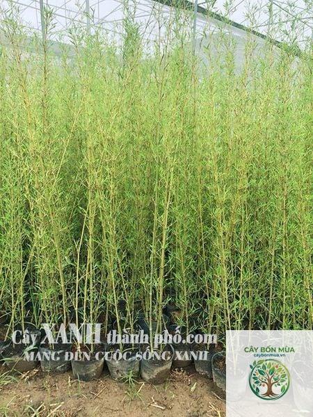 cây trúc lá nhỏ