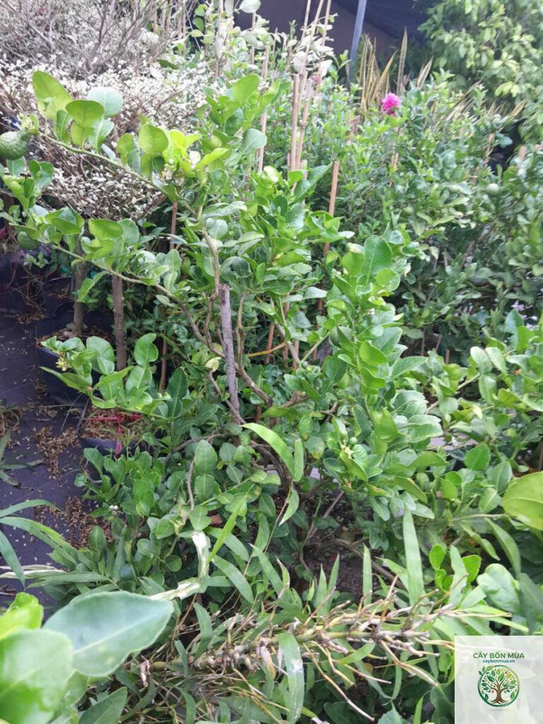 cây trúc thơm - Image 2
