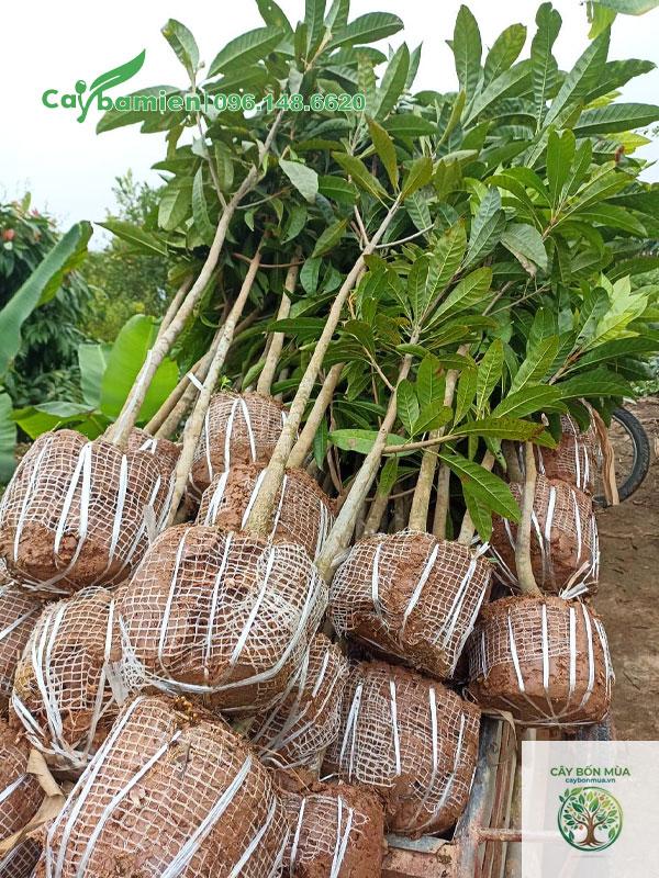 cây trứng gà - Image 3