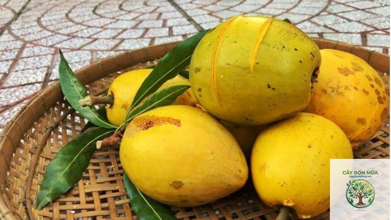 cây trứng gà ruột đỏ - Image 4