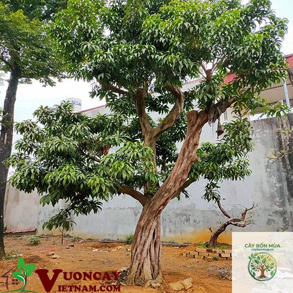 cây trứng gà ruột đỏ